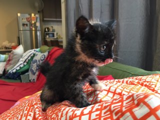 Three Cute Kittens Need Homes - Domestic Short Hair Cat