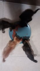 Three Cute Kittens Need Homes - Domestic Short Hair Cat