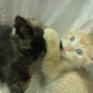 Three Cute Kittens Need Homes - Domestic Short Hair Cat