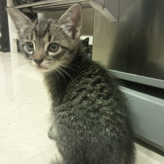 Three Cute Kittens Need Homes - Domestic Short Hair Cat