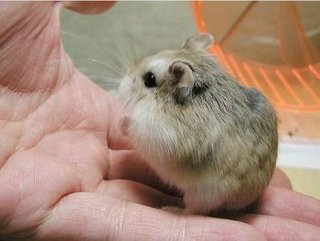 This is mature robo hamster 