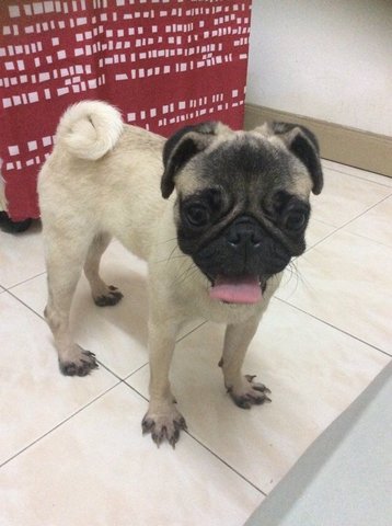 Jamaica - Pug Dog