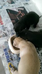 Pups eating 