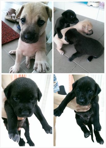 3 Cute Pups - Mixed Breed Dog