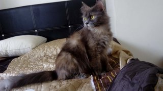 Qiqi - Russian Blue + Domestic Long Hair Cat