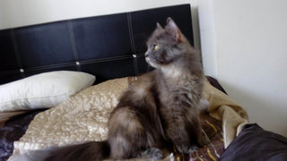 Qiqi - Russian Blue + Domestic Long Hair Cat