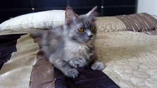 Qiqi - Russian Blue + Domestic Long Hair Cat