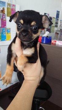 Small Size Male Blacktan Chihuahua  - Chihuahua Dog