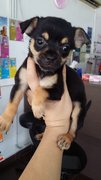 Small Size Male Blacktan Chihuahua  - Chihuahua Dog