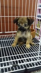 Longcoat Female Chihuahua Puppy C20 - Chihuahua Dog