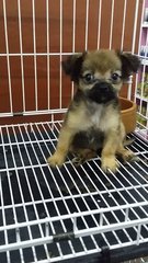 Longcoat Female Chihuahua Puppy C20 - Chihuahua Dog