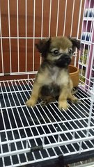 Longcoat Female Chihuahua Puppy C20 - Chihuahua Dog