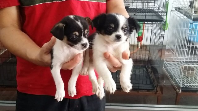 Chihuahua Puppies - Chihuahua Dog