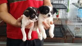 Chihuahua Puppies - Chihuahua Dog