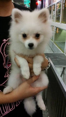 Ted  - Pomeranian Dog