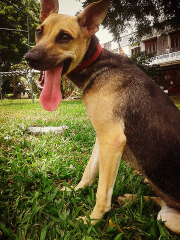 Phen Phen Tmn Sentosa Klang - Mixed Breed Dog