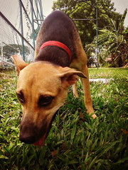 Phen Phen Tmn Sentosa Klang - Mixed Breed Dog