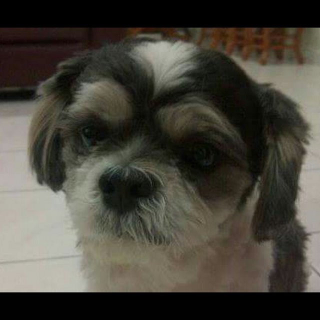 PF73308 - Shih Tzu Dog