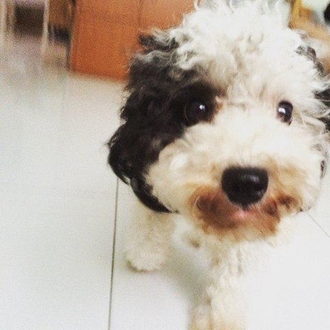 Nana - Shih Tzu + Poodle Dog