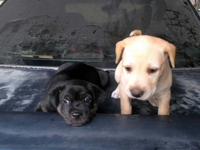 5 Weeks Old Female Puppies - Mixed Breed Dog