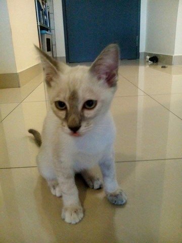 Soya - Siamese + Domestic Short Hair Cat