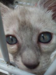 Soya - Siamese + Domestic Short Hair Cat