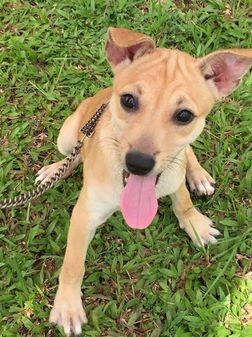 Puppy Looking For Good Home - Mixed Breed Dog