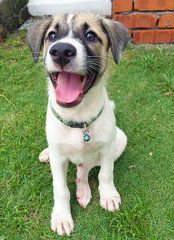 Toby - Mixed Breed Dog