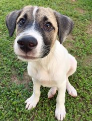 Toby - Mixed Breed Dog