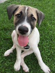 Toby - Mixed Breed Dog