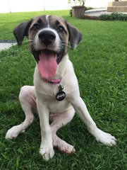 Toby - Mixed Breed Dog