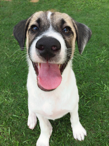 Toby - Mixed Breed Dog