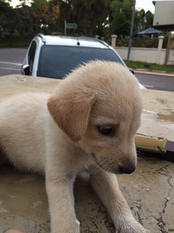 Doggy - Mixed Breed Dog