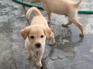 Doggy - Mixed Breed Dog