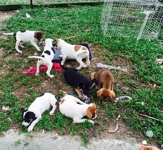 Puppies Looking For Good Homes - Mixed Breed Dog