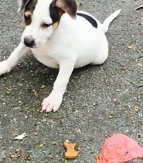 Puppies Looking For Good Homes - Mixed Breed Dog