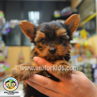 Quality Yorkshire Terrier Puppy  - Yorkshire Terrier Yorkie Dog