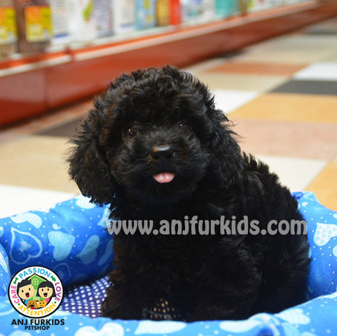 Jet Black Toy Poodle Puppy - Poodle Dog