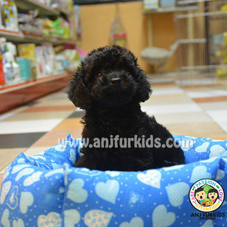 Jet Black Toy Poodle Puppy - Poodle Dog