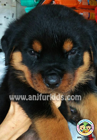 Quality Bigbone Rottweiler Pups - Rottweiler Dog