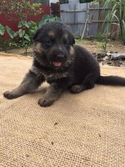 German Shepherd - Big Bone Thick Co - German Shepherd Dog Dog