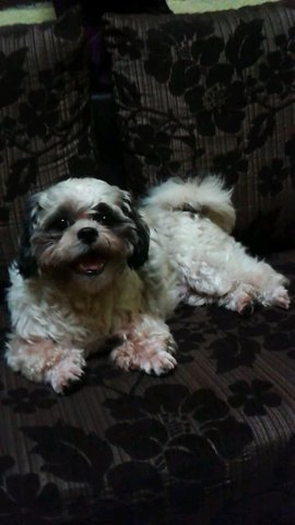 Puppy - Shih Tzu Dog