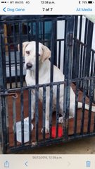 Beautie  - Labrador Retriever Mix Dog