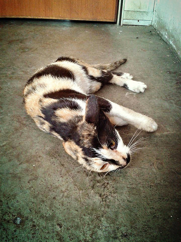 Venus - Calico Cat