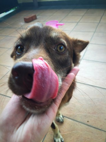 Brownboy - Mixed Breed Dog