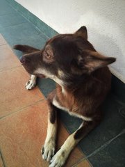 Brownboy - Mixed Breed Dog