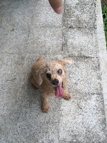 Happy - Poodle Dog