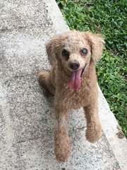 Happy - Poodle Dog