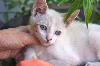 Baby - Domestic Medium Hair Cat