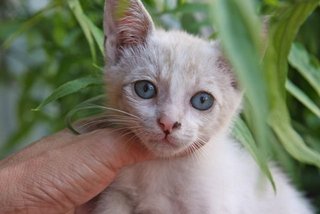 Baby - Domestic Medium Hair Cat